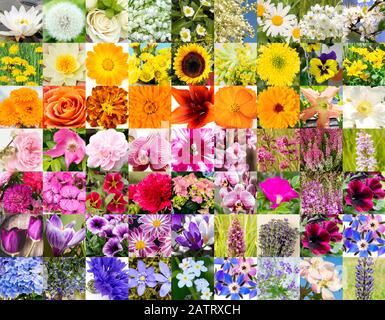 Collage mosaic of summer flowers blossoms in Europe. Lot of different color shape size flower blossoms in square pattern. Background concept. Stock Photo