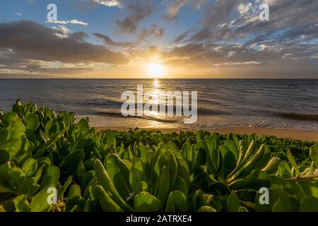 A tropical sunset over the Pacific Ocean with tropical plants; Kaanapali, Maui, Hawaii, United States of America Stock Photo