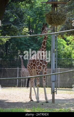 Reticulated Somali giraffes in the zoo Stock Photo