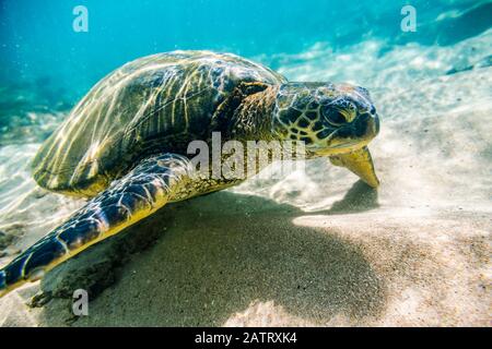 An endangered Green sea turtle (Chelonia mydas) swims underwater in Maui along the sandy bottom looking for food Stock Photo