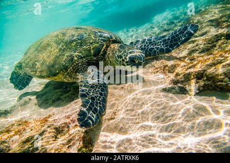 An endangered Green sea turtle (Chelonia mydas) swims underwater in Maui along the sandy bottom looking for food.  Sea turtles are captivating for ... Stock Photo
