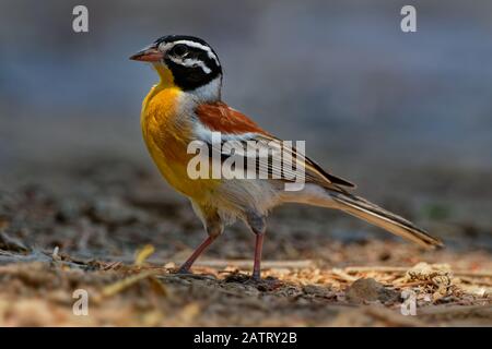 Golden-breasted Bunting - Emberiza flaviventris passerine yellow black white bird in the bunting family Emberizidae, dry open woodlands and moist sava Stock Photo