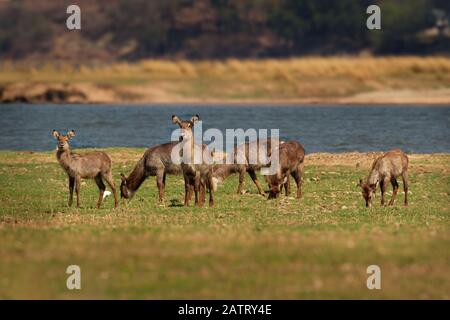 Waterbuck - Kobus ellipsiprymnus  large antelope found widely in sub-Saharan Africa. It is placed in the family Bovidae. Herd of waterbucks on the coa Stock Photo