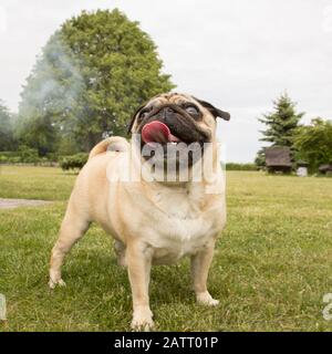 Portrait of nice pug dog in outdoors in hot summer day Stock Photo