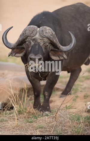 African Buffalo Portrait , also known as cape buffalo Stock Photo