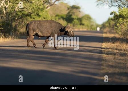 African Buffalo Portrait , also known as cape buffalo Stock Photo