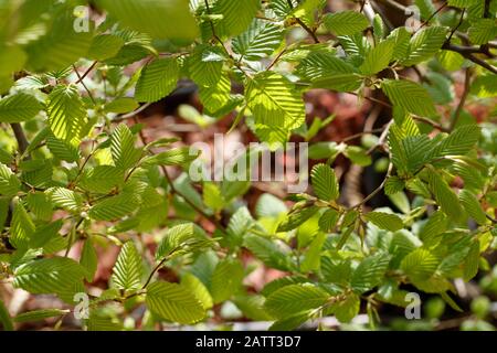 young beech leaves (Carpinus betulus) in a hedge Stock Photo