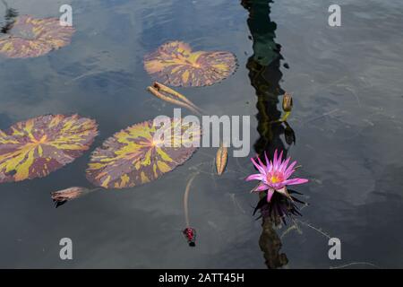 Pink Water Lily with Lily Pads in Pond in City Park, New Orleans Stock Photo