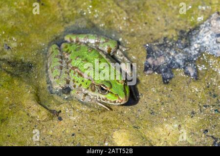 marsh frog, Pelophylax ridibundus formerly Rana ridibunda), La Baume, Poulx, France, Europe Stock Photo