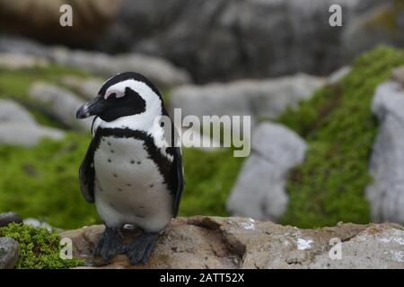 African penguin colony (Spheniscus demersus) at the Stony Point Nature Reserve, Betty's Bay,The Overberg, South Africa