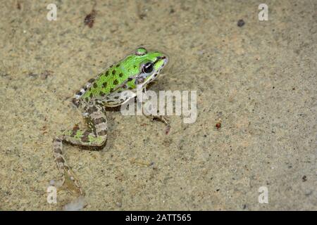 marsh frog, Pelophylax ridibundus formerly Rana ridibunda), La Baume, Poulx, France, Europe Stock Photo