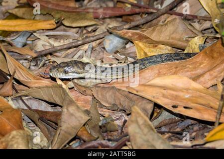 carpet python, Morelia spilota, aka diamond python, moulting, shedding skin, in rainforest, Mission Beach, Wet Tropics of Queensland, Queensland, Aust Stock Photo