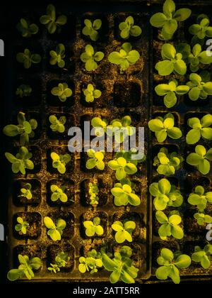 Growing of stonecrops in pots, top view. Stock Photo