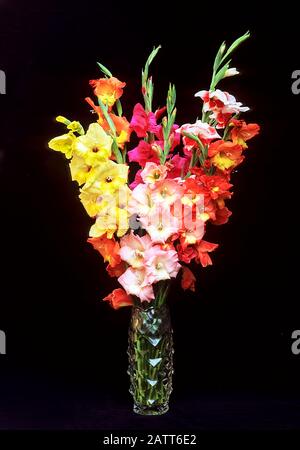 Mixed Gladioli in a glass vase set against a black background. Stock Photo