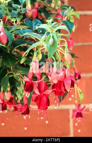 Fuchsia Casper Hauser a double upright fuchsia that is deciduous and frost hardy. Stock Photo