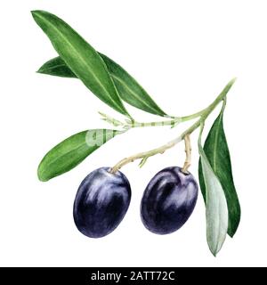 Black olives with leaves watercolor isolated on white background Stock Photo