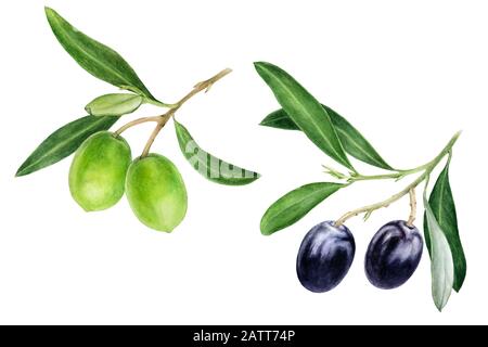 Black and green olives with leaves watercolor isolated on white background Stock Photo