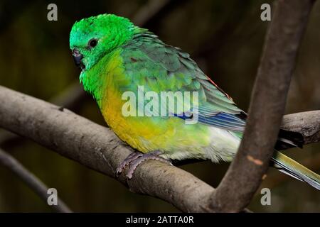 orange-bellied parrot Neophema chrysogaster Stock Photo