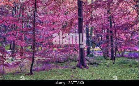 Infra red view into a magical pink and purple forest Stock Photo