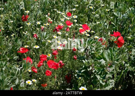 Field of wildflowers mainly poppies and daisies in dark green grass Stock Photo