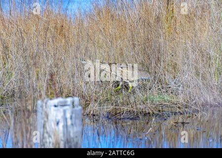 American Bittern on the hunt in marsh lands of Florida Stock Photo