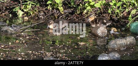 Mallard ducklings feeding in plastic polluted water Stock Photo