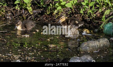 Mallard ducklings feeding in plastic polluted water Stock Photo