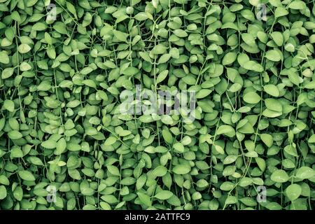 Close-up Dischidia plant leaves background Stock Photo