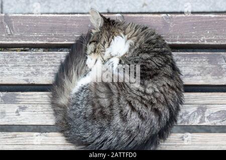 Street cat sleeping by curling on the wooden bench on the street. Taken from top. Close up. Stock Photo