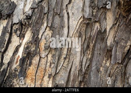 Cracked tree bark texture background Stock Photo