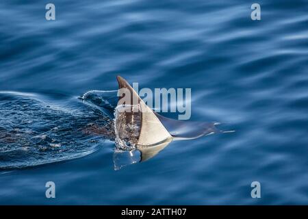 Adult Munk's pygmy devil ray, Mobula munkiana, swimming near Isla Danzante, Baja California Sur, Mexico. Stock Photo