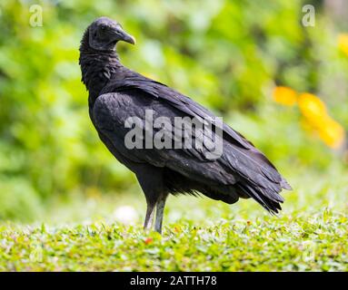 Black raven vulture standing in green grassland Stock Photo