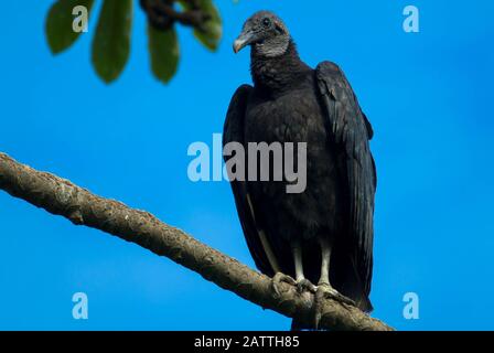 Black vulture perched on tree branch, Costa Rica Stock Photo