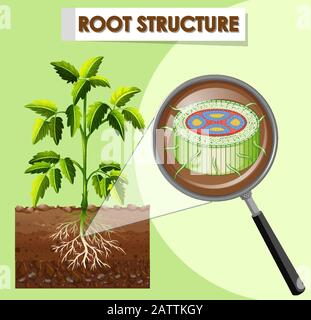 Diagram showing root structure of a plant illustration Stock Vector ...