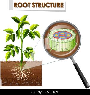 Diagram showing root structure of a plant illustration Stock Vector ...