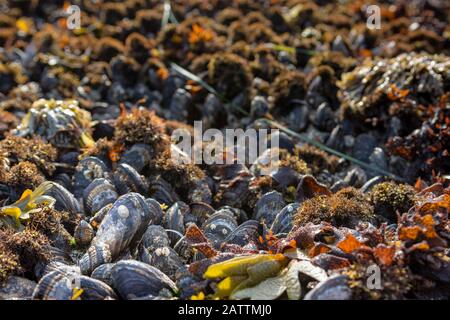 Bed of exposed Common / Blue mussels (Mytilus edulis) on rock at low