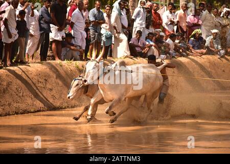 bulls running through mud with plough attached and pulling a farmer / mud splashing Stock Photo