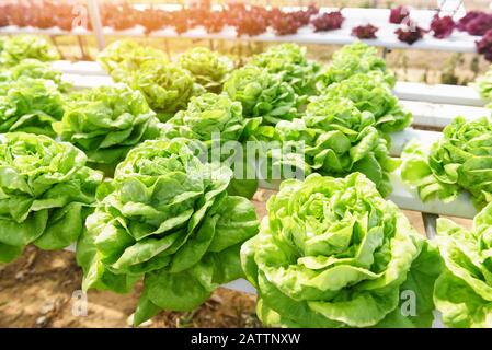 Butterhead Lettuce Hydroponic farm salad plants on water without soil agriculture in the greenhouse organic vegetable hydroponic system / Green lettuc Stock Photo