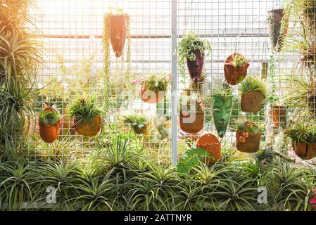 Home gardening and decorating indoor greenhouse environments secret garden and modern gardening setups flowers and plants on wall and greenery in work Stock Photo