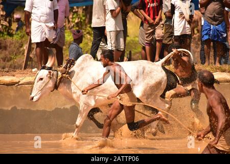 bulls running through mud with plough attached and pulling a farmer / mud splashing Stock Photo