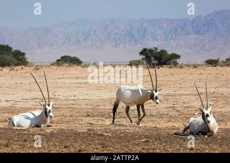 Arabian oryxes in desert at Yotvata Hai-Bar Nature Reserve breeding center for the restoration of wildlife that has become extinct in Israel Stock Photo