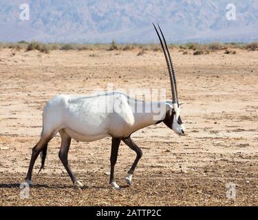 Arabian oryx walking in Negev desert at Yotvata Hai-Bar Nature Reserve breeding center for restoration of wildlife that has become extinct in Israel Stock Photo