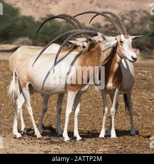 Herd of Scimitar-horned oryx, a species extinct in the wild, on Yotvata Hai-Bar Nature Reserve breeding and reacclimation center refuge. Oryx dammah Stock Photo