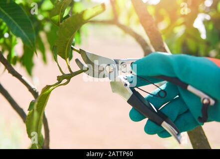 Gardening tool and works pruning trees concept / Hand holding pruning shears cuting mango tree branch in the garden Stock Photo