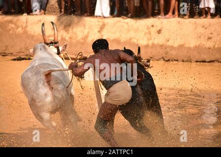 bulls running through mud with plough attached and pulling a farmer / mud splashing Stock Photo