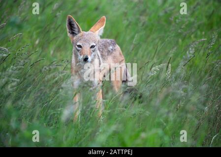 A black-backed jackal - Canis mesomelas - stands in the long green summer grass of the savannah in the Kruger National Park, South Africa Stock Photo