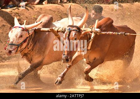 bulls running through mud with plough attached and pulling a farmer / mud splashing Stock Photo