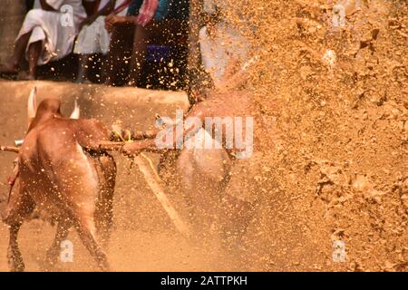 bulls running through mud with plough attached and pulling a farmer / mud splashing Stock Photo