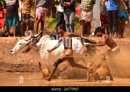 bulls running through mud with plough attached and pulling a farmer / mud splashing Stock Photo