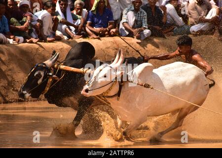 bulls running through mud with plough attached and pulling a farmer / mud splashing Stock Photo